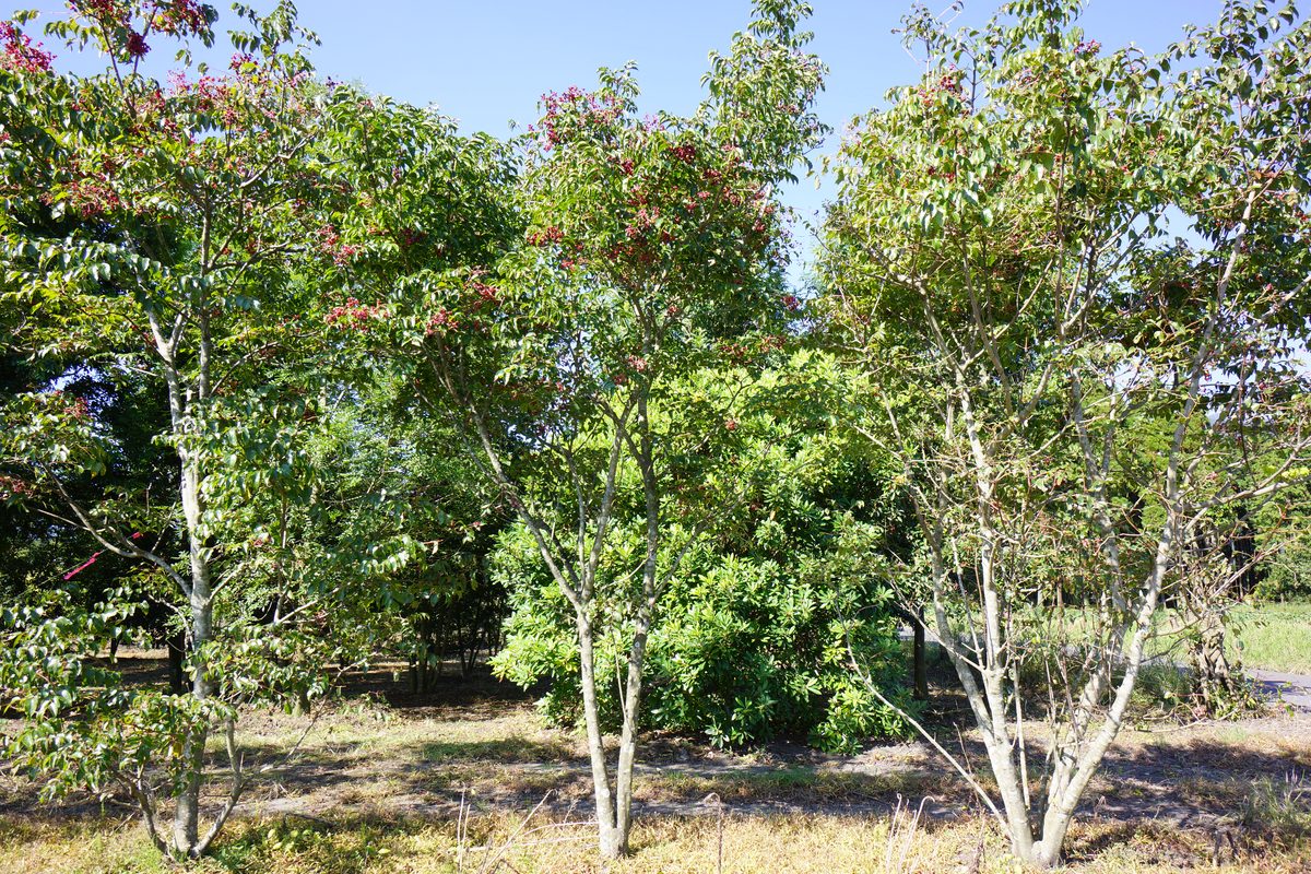 造園材料・樹木の写真